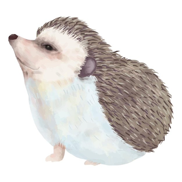 Element akwarelowy hedgehog PNG na przezroczystym tle