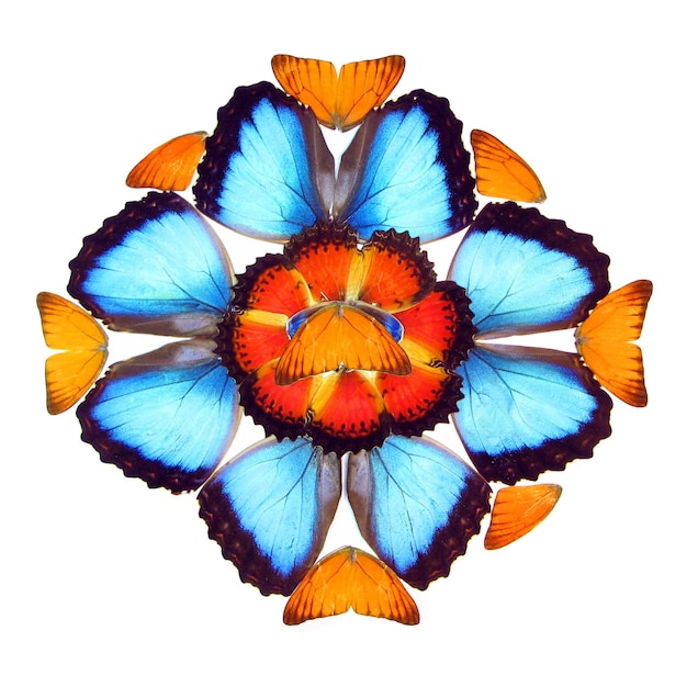 Element projektu, dzieło sztuki z prawdziwych skrzydeł motyli, tło natury, element pomarańczowo-niebieskiej tekstury