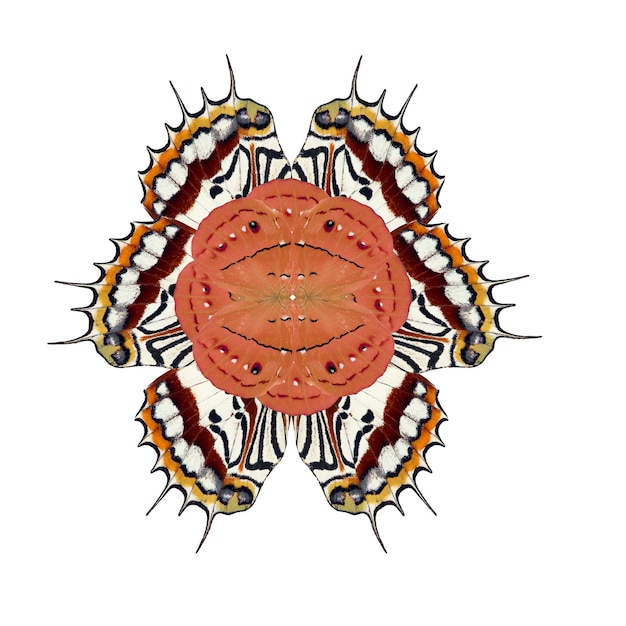 Zdjęcie element projektu fantastyczny kwiat ze skrzydła motyla, do projektowania, sztuki, drukowania, tekstyliów, kart, tekstur