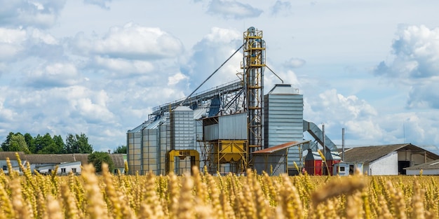 Elewator spichlerski Agro silos z linią do czyszczenia nasion na zakładzie przetwórstwa rolno-przetwórczego do przetwarzania, suszenia, czyszczenia i przechowywania płodów rolnych na polu żyta lub pszenicy