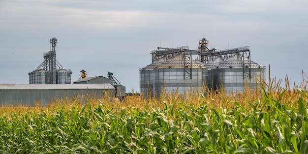 Elewator spichlerzy agro silosowych z linią do czyszczenia nasion na zakładzie przetwórstwa rolno-przetwórczego do przetwarzania, suszenia, czyszczenia i przechowywania płodów rolnych na polu żyta, kukurydzy lub pszenicy