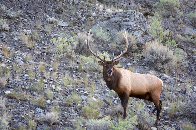 Elk lub Wapiti Cervus canadensis spacerujący przez zarośla w Yellowstone
