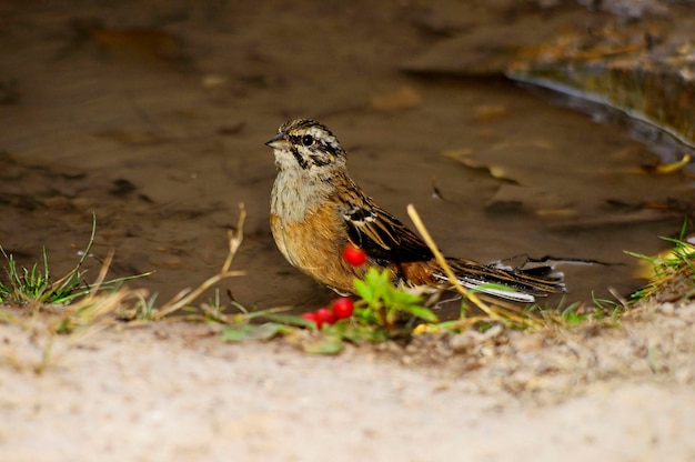 Emberiza calandra - Triguero to gatunek ptaka wróblowego z rodziny Emberizidae.