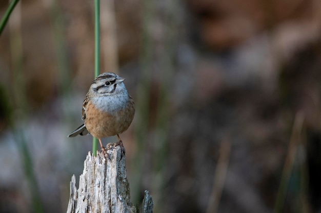 Zdjęcie emberiza calandra - triguero to gatunek ptaka wróblowego z rodziny emberizidae.