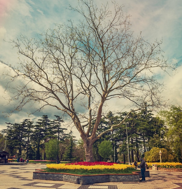 Emirgan Park Stambuł