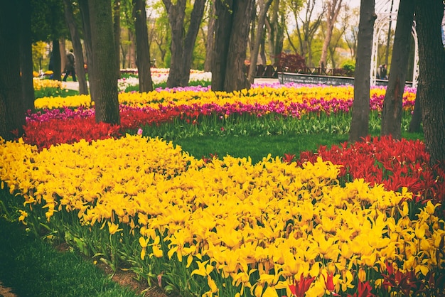 Emirgan Park Stambuł