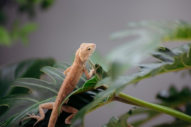 Emma Grey Forest Lizard Calotes Emma Piękna Kolorowa Jaszczurka Z Lasów Azji Południowo-wschodniej Tajlandii