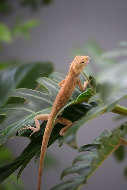 Emma Grey Forest Lizard Calotes Emma piękna kolorowa jaszczurka z lasów Azji Południowo-Wschodniej Tajlandii