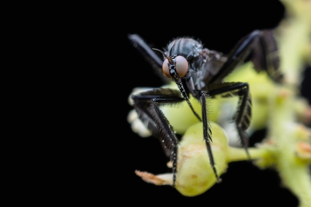 Empididae Zbierająca Spadzi Z Kwiatów