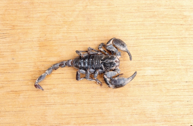 Emporer Scorpion (pandinus Imperator)