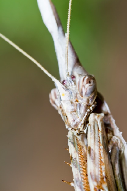 Empusa pennata