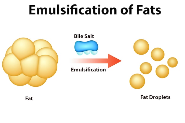 Emulgacja tłuszczu i trawienie tłuszczu