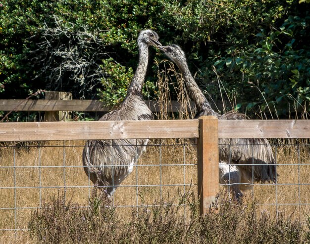 Zdjęcie emus w zoo