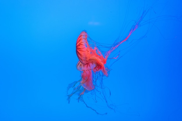 Energetyczne meduzy unoszą się w oceanie