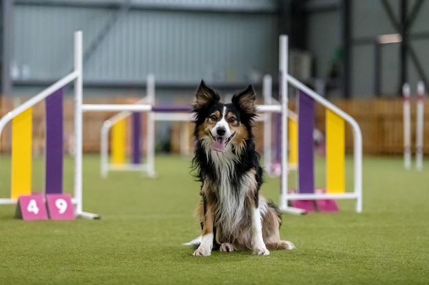 Energiczny pies podczas zawodów zwinności, prezentujący zwinność, szybkość i determinację Sport dla psów