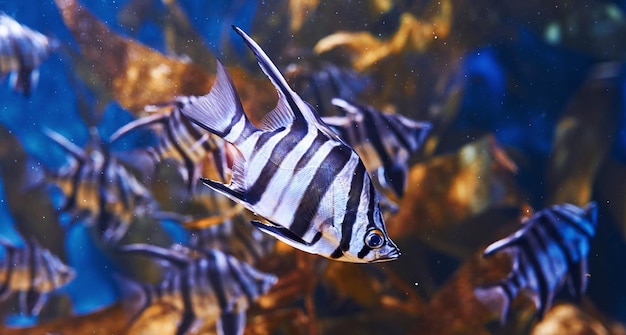 Enoplosus armatus Podwodny widok z bliska tropikalnych ryb Życie w oceanie