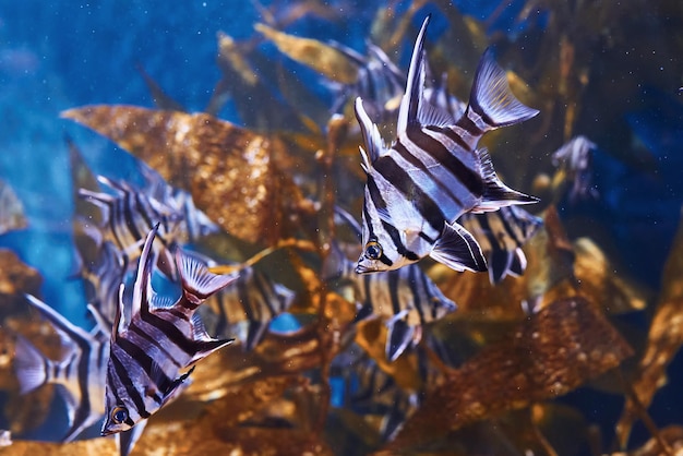 Enoplosus armatus Podwodny widok z bliska tropikalnych ryb Życie w oceanie