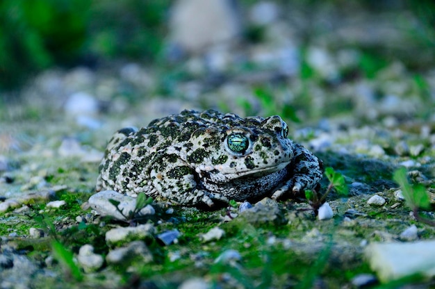 Epidalea calamita lub ropucha biegaczowa, gatunek żaby z rodziny Bufonidae.