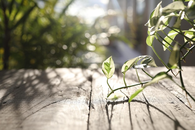 Epipremnum aureum Perły i Jade Pothos w słońcu na drewnianym stole