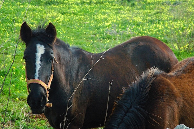 Equus ferus caballus