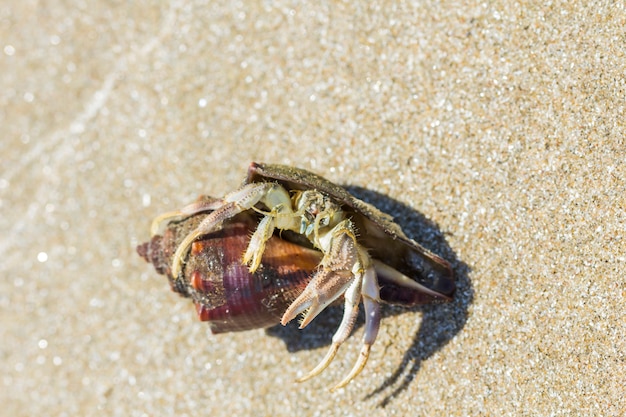 Eremita Krab Na Plaży W Hua Hin