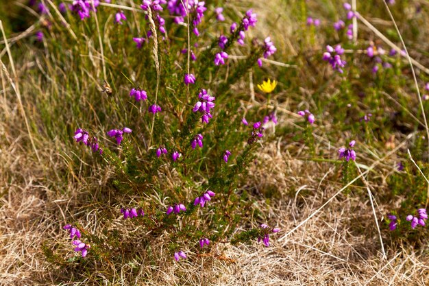 Erica ciliaris rośnie w Monts d'Arree w Bretanii