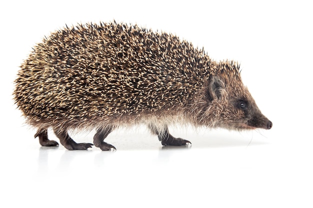 Erinaceus europaeus Powszechny jeż europejski na białym tle