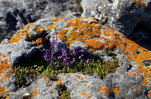 Erinus alpinus wśród skał porośniętych porostami