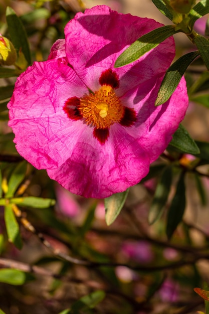 Eriostemon myoporoides z Australii różowe kwiaty w Parku Narodowym Iturraran Kraj Basków