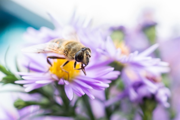 Eristalis pertinax to bzygowate. Makro bzygus (Eristalis pertinax).