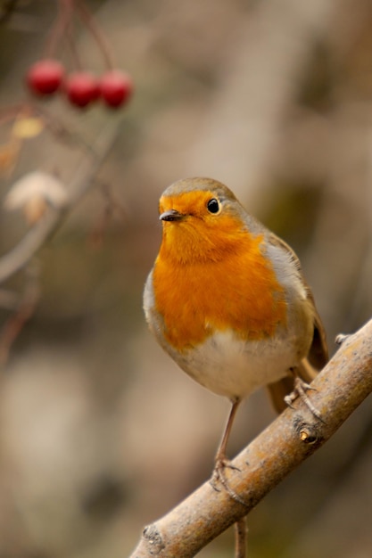 Erithacus rubecula - Rudzik europejski to gatunek wróblowatych z rodziny Muscicapidae