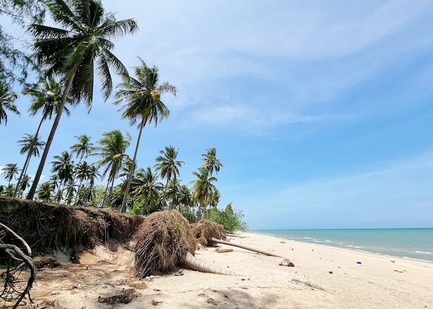 Erozja morska na plantacji palm kokosowych zamyka plażę.