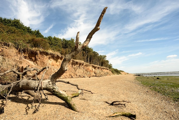 Erozja plaży Fallen Tree na wyspie Mersea