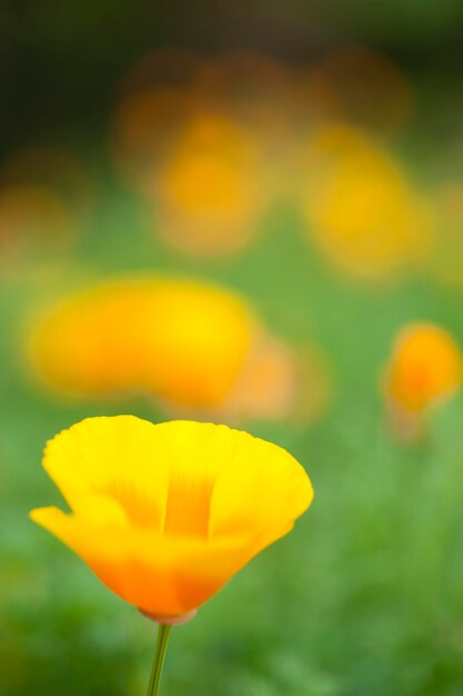 Eschscholzia californica żółty i pomarańczowy mak dzikie kwiaty