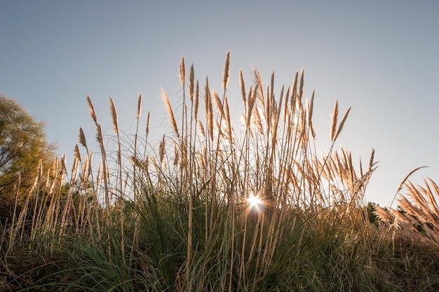 Espicas en un un campo de trigo a la luz del atardecer