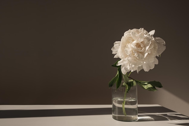 Estetyczna luksusowa artystyczna kompozycja kwiatów Elegancki delikatny biały kwiat piwonii rzucający cień światła słonecznego