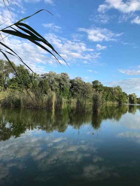 Zdjęcie etang de courtenay jest we francji