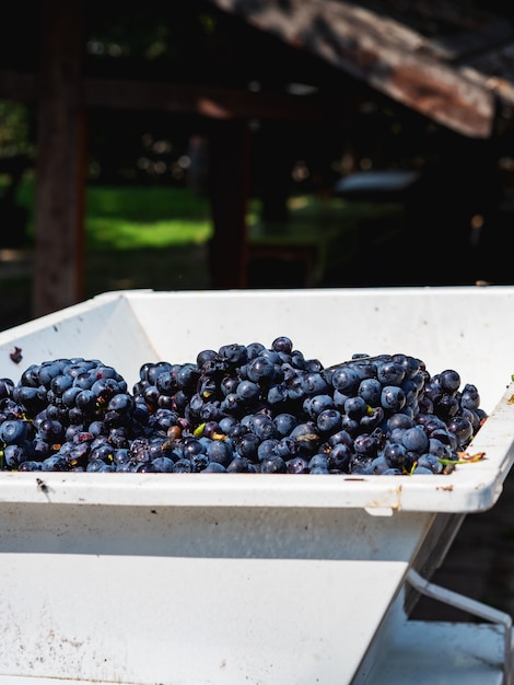 Zdjęcie etapy produkcji wina lub szampana. winogrona przechodzą przez separator, w którym winogrona są oczyszczane z gałązek i zmiażdżonego soku.