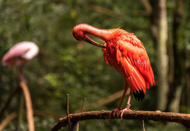 Eudocimus Ruber, Ptak Ibis Czerwony W Narodowym Parku Ptaków Aves W Brazylii.