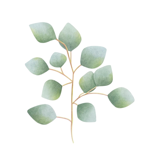 Eukaliptus gałąź na białym ręcznie narysowany akwarel botaniczna ilustracja