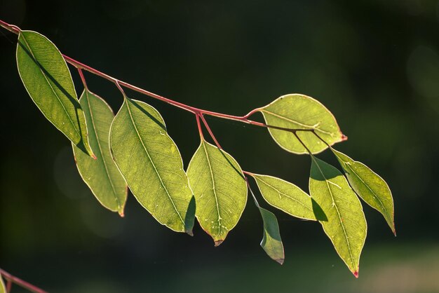 Eukaliptusowe zielone liście abstrakcyjne tło z miejscem na kopię naturalne tło medyczne