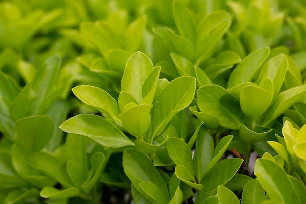 Euonymus japonicus lub japoński euonymus zielony krzew rośliny tło