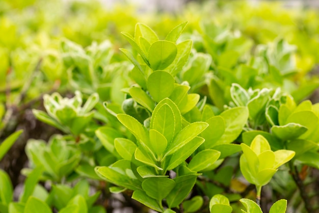 Euonymus japonicus lub japoński euonymus zielony krzew rośliny tło