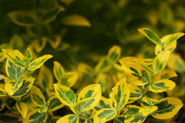 Euonymus Japonicus odmiana Sunny Delight bardzo zimny, wytrzymały krzew o pstrokatych zielonożółtych liściach