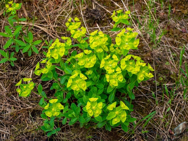 Zdjęcie euphorbia fischeriana z bliska mała zielona roślina przyroda leśna