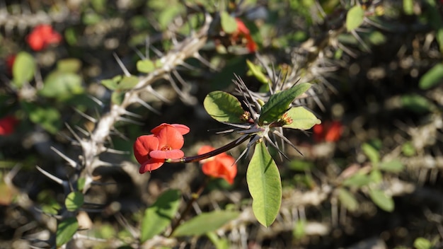 Euphorbia milii znana również jako korona cierniowa chrystusa itp.