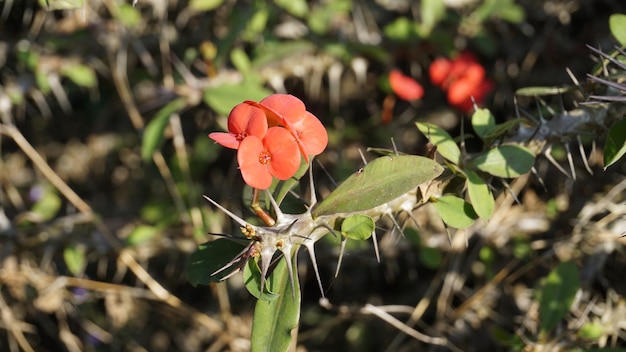 Euphorbia milii znana również jako korona cierniowa chrystusa itp.