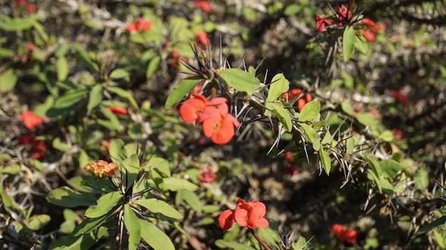 Euphorbia Milii Znana Również Jako Korona Cierniowa Chrystusa Itp.