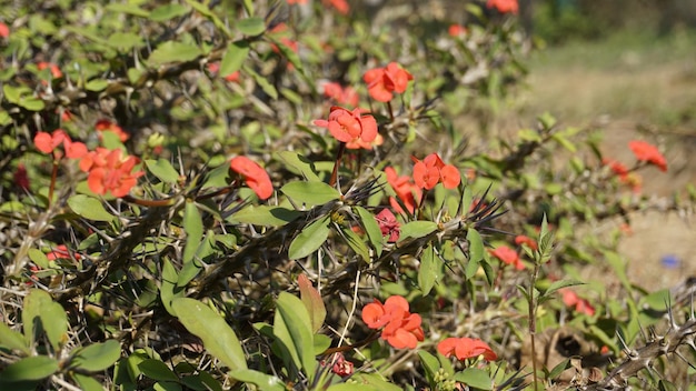 Euphorbia milii znana również jako korona cierniowa chrystusa itp.