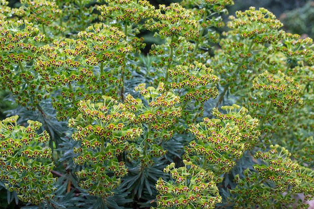 Euphorbia to bardzo duży i różnorodny rodzaj roślin kwiatowych, powszechnie zwanych wilczomleczami